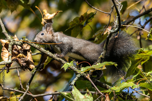 Grey squirrel, Sciurus at Old North Cemetery of Munich, Germany photo