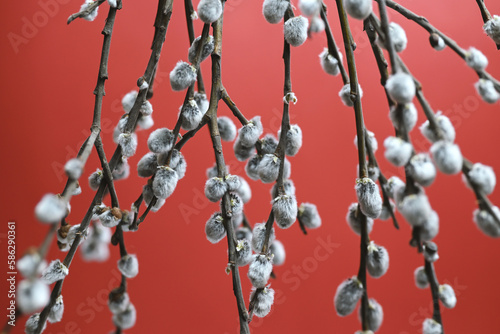 Spring and easter background. Twigs of willow with catkins on a red background with copy space.