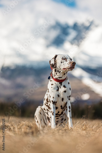 Beautiful dalmatian dog with red colar, standing, sitting and running in nice spring nature meadow under high mountains and forrest in background. Sunny day with clouds. Very high resolution shot.