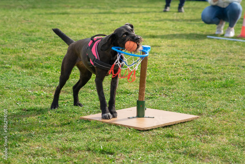 smart dog scoring with basketball on adog show photo