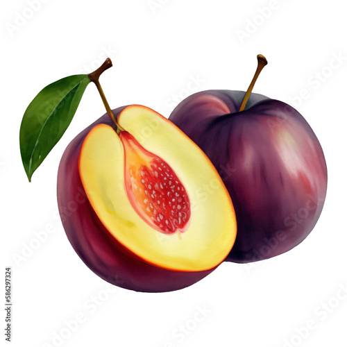 Plum Fruit with Leaf Isolated Hand Drawn Painting Illustration