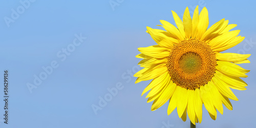 Yellow big flower. Sunflower flower on a sunflower field. Sunflowers blooming on clear sky background. Clear blue sky. Yellow Sunflower close up. Yellow-blue colors. Colors of Ukraine. Copy space