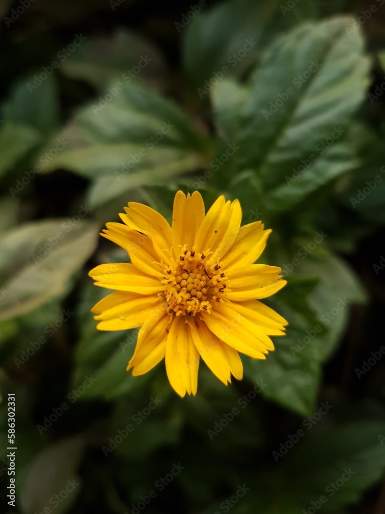 Wedelia chinensis yellow flower in the green background in close focus mode Wedelia chinensis yellow flower in the green background in close focus mode