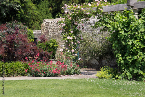 Idyllic English garden with flowering pink rose, grapevine climbing over wooden pergola, summer flowers in bloom, next to stone wall, on a sunny, summer day .