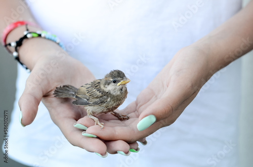 Little yellow sparrow sits in the arms of a young girl