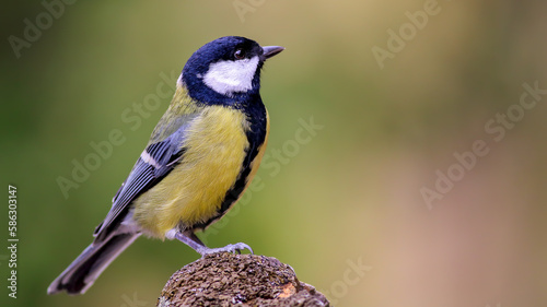 great tit on a rock