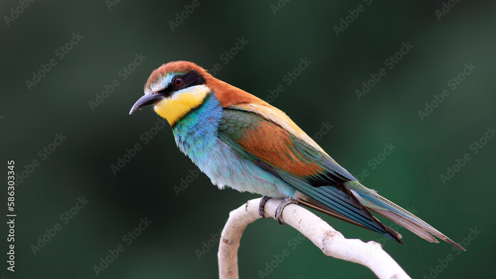 Obraz premium European Bee-eater family on a branch
