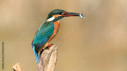 Common Kingfisher on a branch © Birol Dincer 