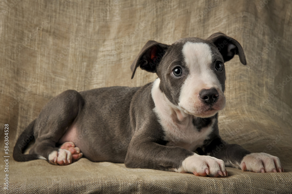 Pit bull puppy, puppy portrait, cute pit bull terrier in studio. Pit bull puppy, puppy portrait, cute pit bull terrier in studio.