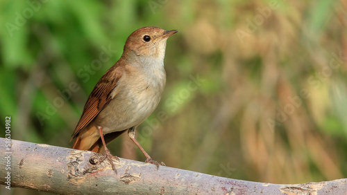 Foto Common Nightingale on a branch
