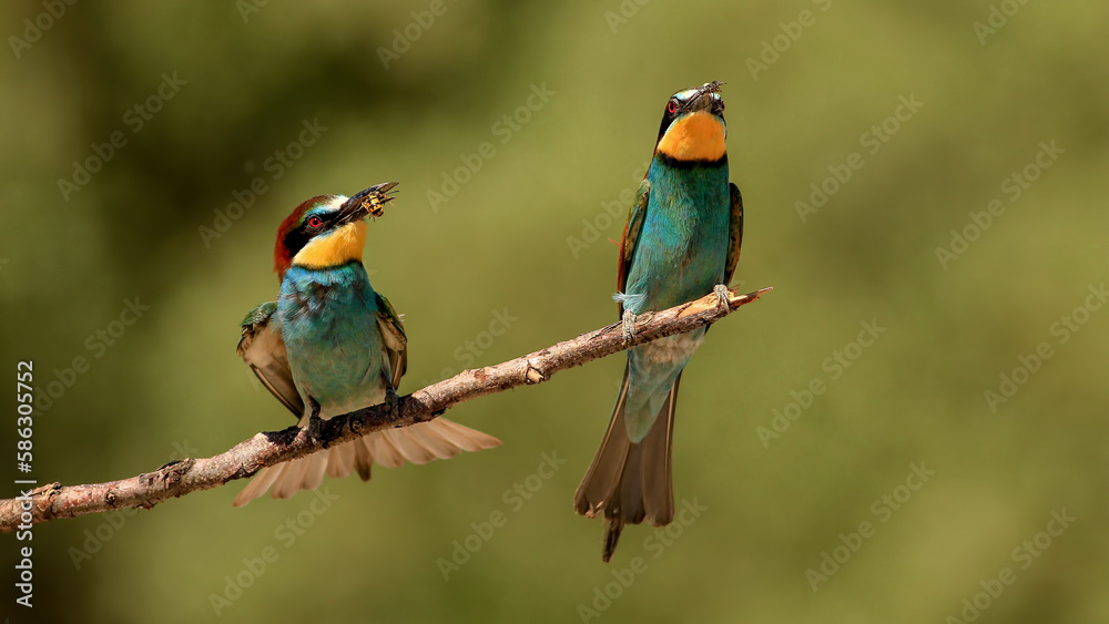 European Bee-eater family  on a branch