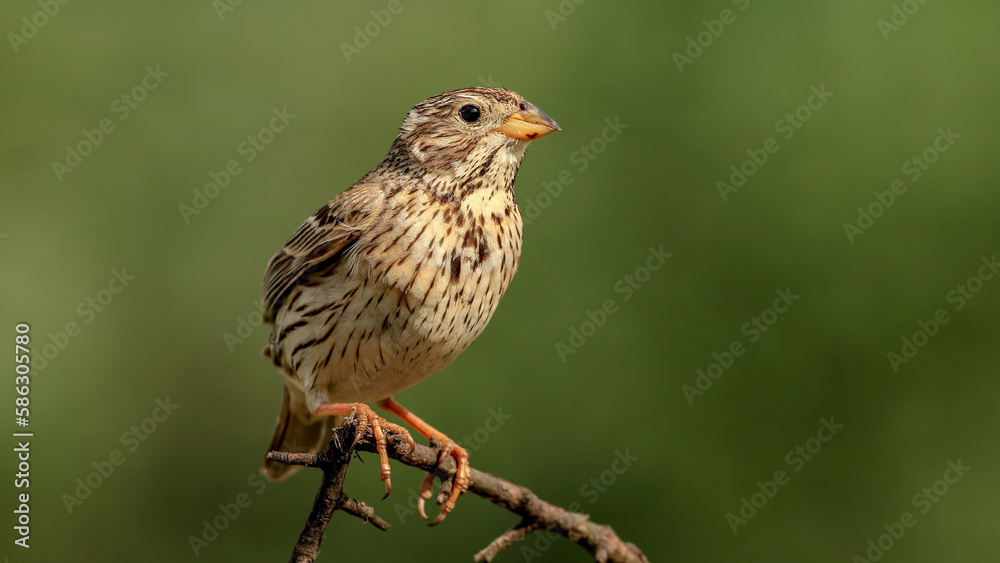 Fototapeta premium Corn Bunting on a branch