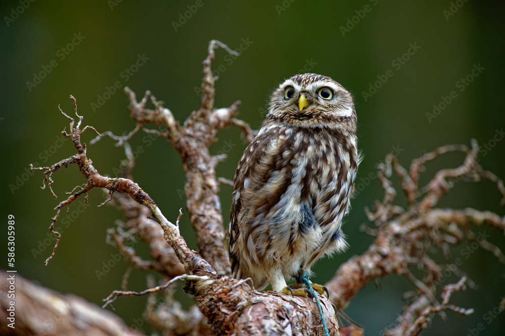 custom made wallpaper toronto digitalLittle Owl (Athene noctua) nocturnal bird flying at dawn hunting for prey on Czech Republic countryside in Europe