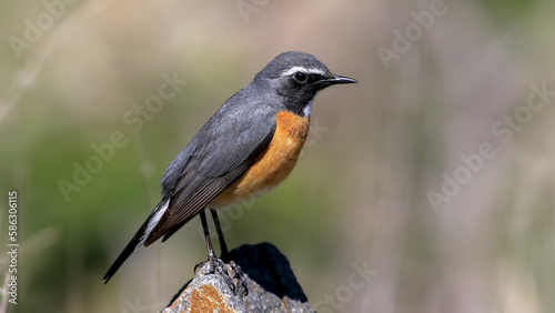 White-throated Robin on a rock