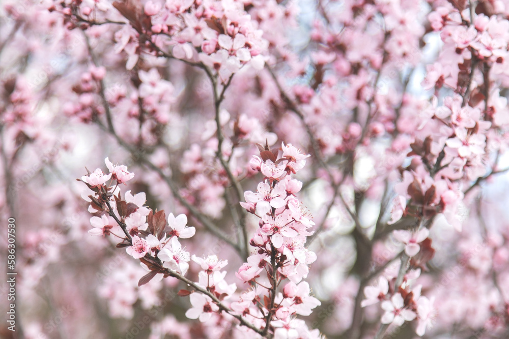 Branches full of delicate pink cherry blossom Branches full of delicate pink cherry blossom