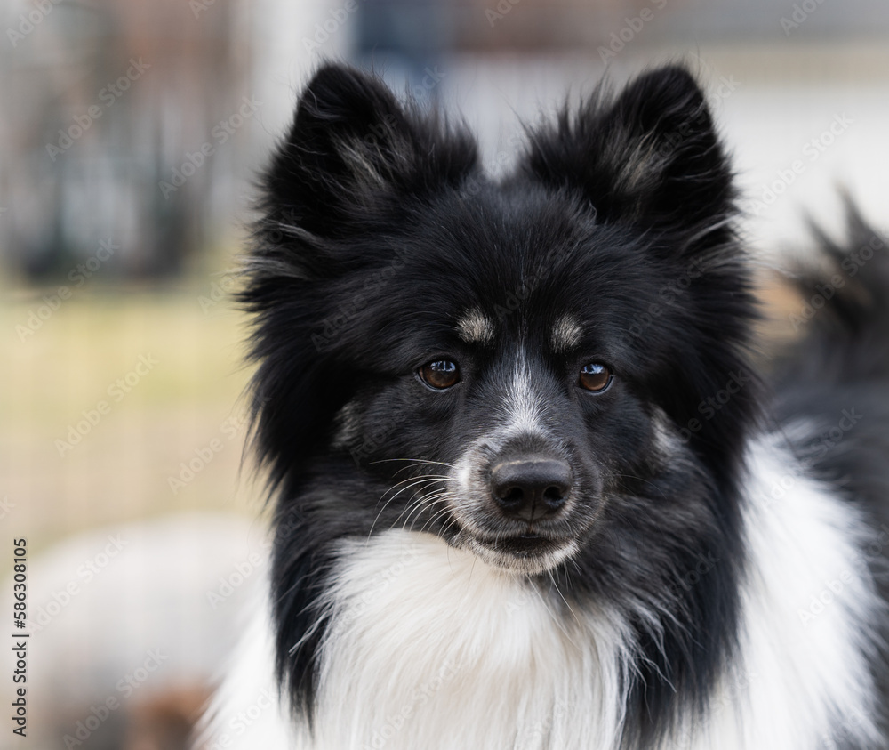 Closeup of a beautiful black and white Mittelspitz outdoors with a blurred backround. German breed.
