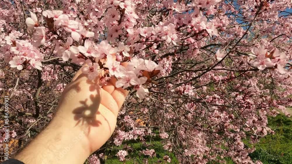 Mano de hombre caucásico tocando y apreciando las hermosas flores de un árbol almendro al principio de la primavera