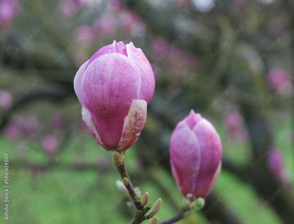 Beautiful view of magnolia x soulangeana