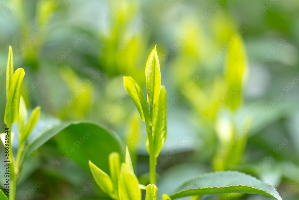 茶葉・茶畑・新茶