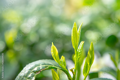 茶葉・茶畑・新茶