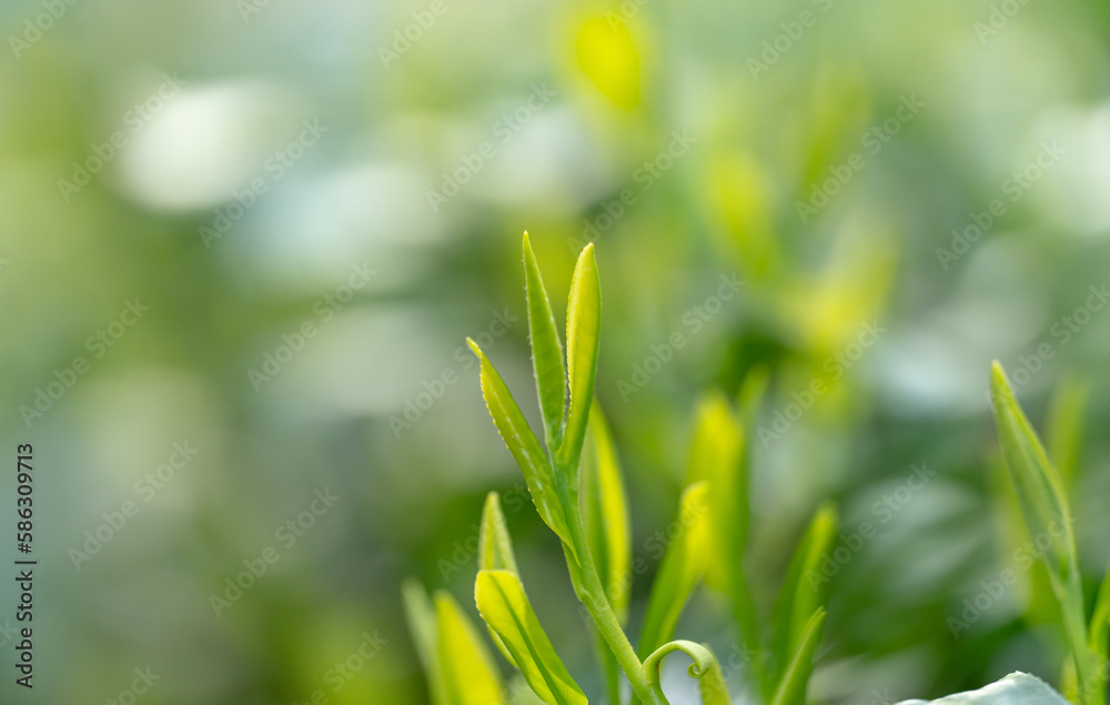 茶葉・茶畑・新茶 茶葉・茶畑・新茶