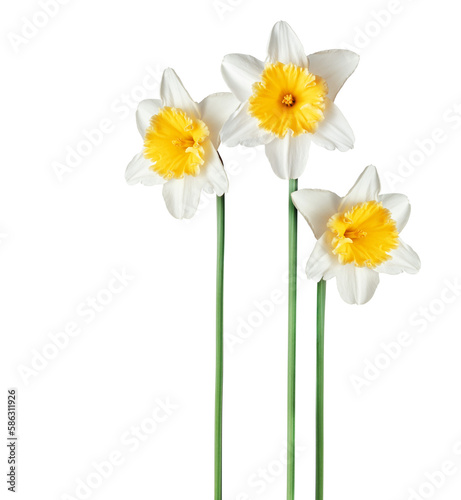 Canvas Print Three fresh white daffodils on a transparent background