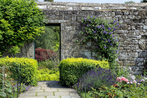Footpath in a wall garden with flowering blue clematis, lavender, pink roses and box hedge, in an English countryside, on a summer day .