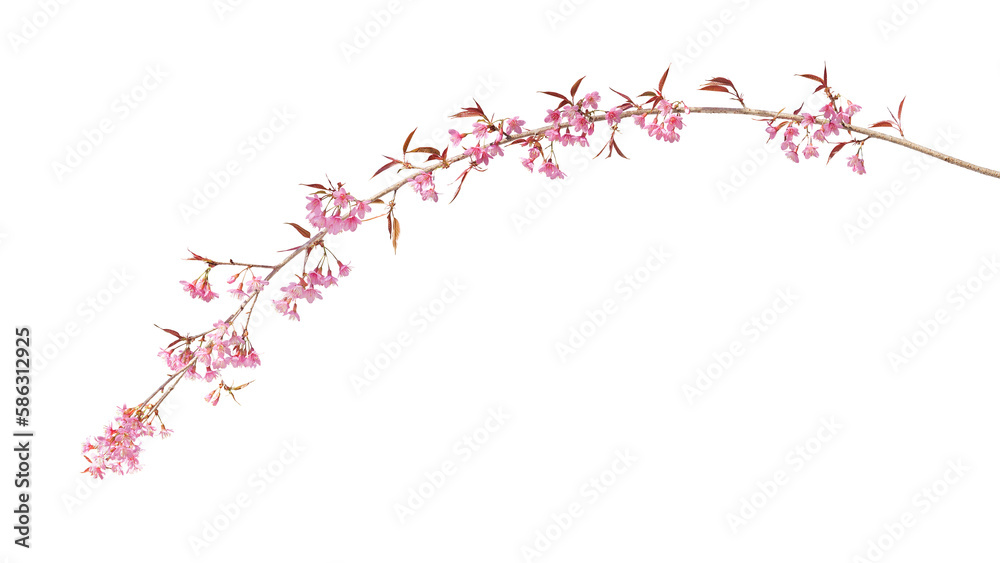 Sakura flowers, a branch of wild Himalayan cherry blossom pink flowers with young leaves budding on tree twig