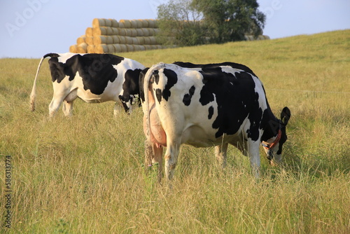 Milchk  he auf einer Weide in Dermbach Rh  n. Dermbach  Th  ringen  Deutschland  Europa - Dairy cows on a pasture in Dermbach Rhoen. Dermbach  Thuringia  Germany  Europe -