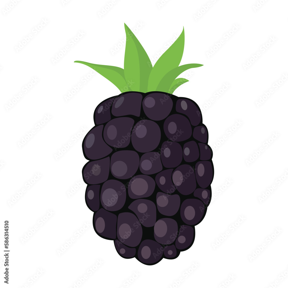 Boysenberry Cross between a European Raspberry Rubus idaeus, a Common Blackberry, an American