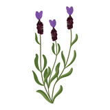 French lavender flower. Lavander, floral plant with lavanda blooms. Lavender, lavanda flowers.  Vector illustration isolated on white background. For template label, packing, web, menu, logo, textile,