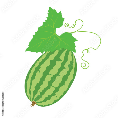 Cucamelon, mouse melon. Vector illustration isolated on white background. For template label, packing, web, menu, logo, textile, icon