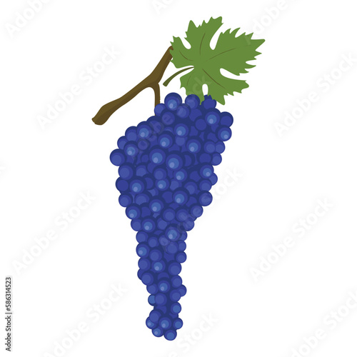 Cabernet Sauvignon Red-wine variety of grape. Vector illustration isolated on white background. For template label, packing, web, menu, logo, textile, icon