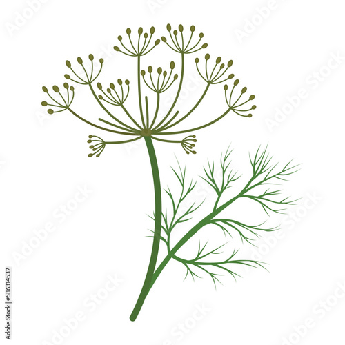 Dill plant also called Dill weed. Vector illustration isolated on white background. For template label, packing, web, menu, logo, textile, icon