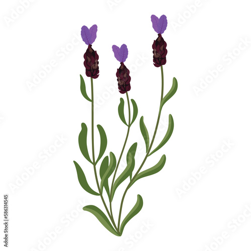 French lavender flower. Lavander, floral plant with lavanda blooms. Lavender, lavanda flowers.  Vector illustration isolated on white background. For template label, packing, web, menu, logo, textile,