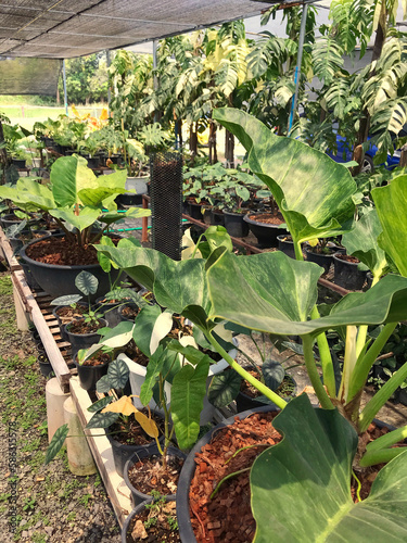 Foliage plants in the garden.