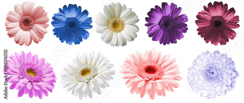 Flowers  isolated on transparent background © Intel