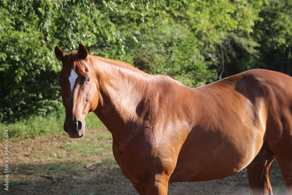 horse horse