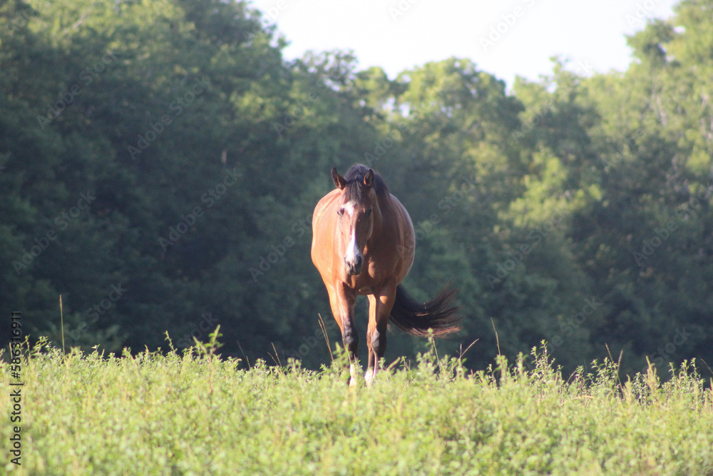 horse walking through pasture horse walking through pasture