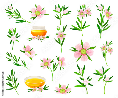 Manuka or Tea Tree as Flowering Plant with Pink Flowers and Honey in Glass Bowl Big Vector Set