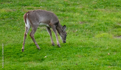 deer in the grass