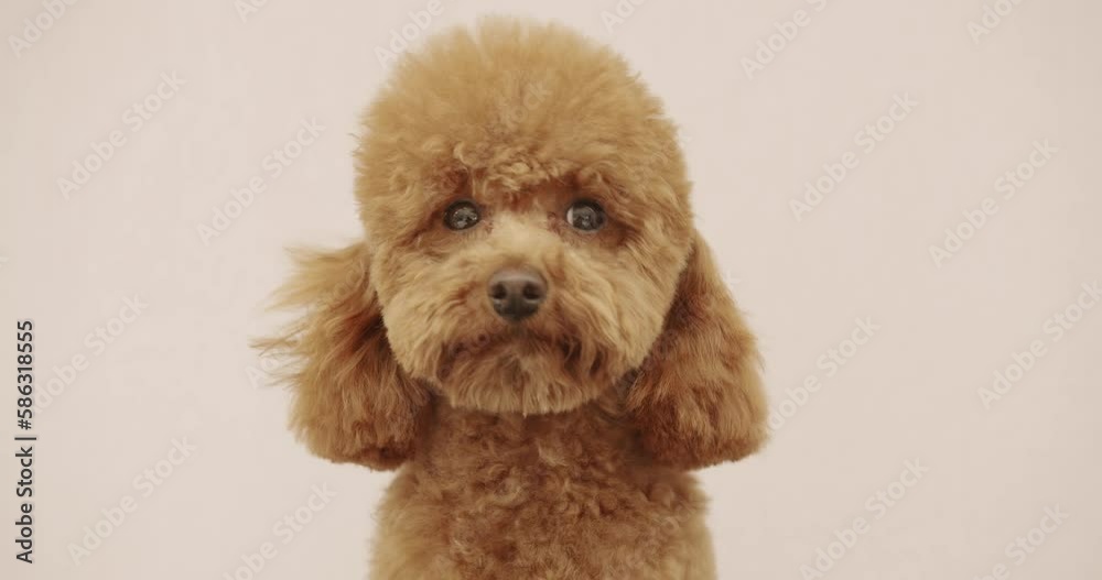 The poodle dog sits properly and looks at the camera after finishing the haircut. The amusing canine sat calmly at the grooming salon or veterinary clinic. Cute poodle dog getting haircut. The poodle dog sits properly and looks at the camera after finishing the haircut. The amusing canine sat calmly at the grooming salon or veterinary clinic. Cute poodle dog getting haircut.