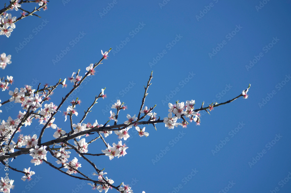 cherry blossom and blue sky