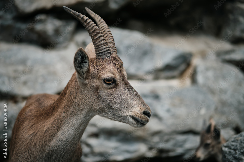 Close up portrait of a goat