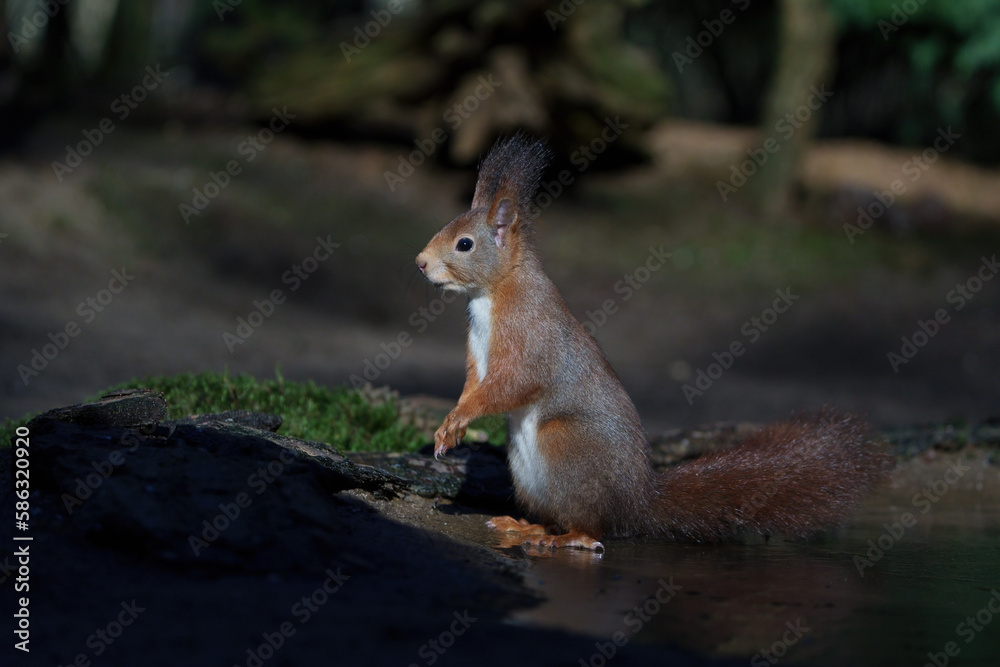 Eichhörnchen Eichhörnchen