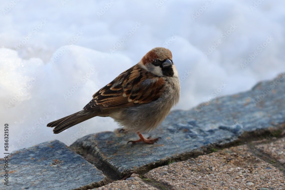 Sparrow in the snow