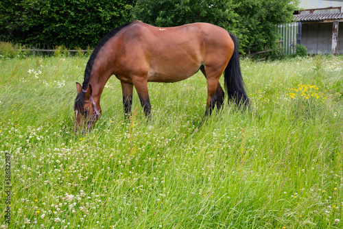 Beautiful shiny healthy bay horse grazes in long meadow grass amongst the clover buttercups and other wildflowers  On a summers day in rural Shropshire.