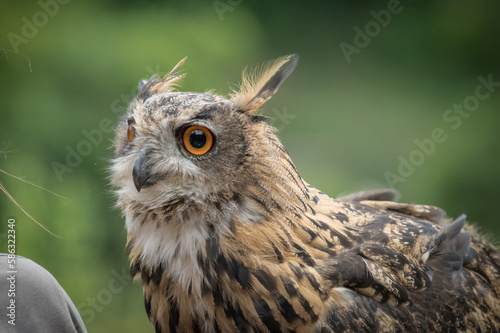 A european uhu closup at a falcrony in saarburg photo