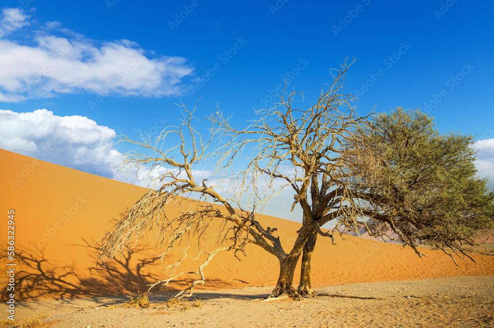 Dead tree in the Namib desert
