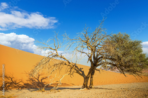 Dead tree in the Namib desert © Hussain